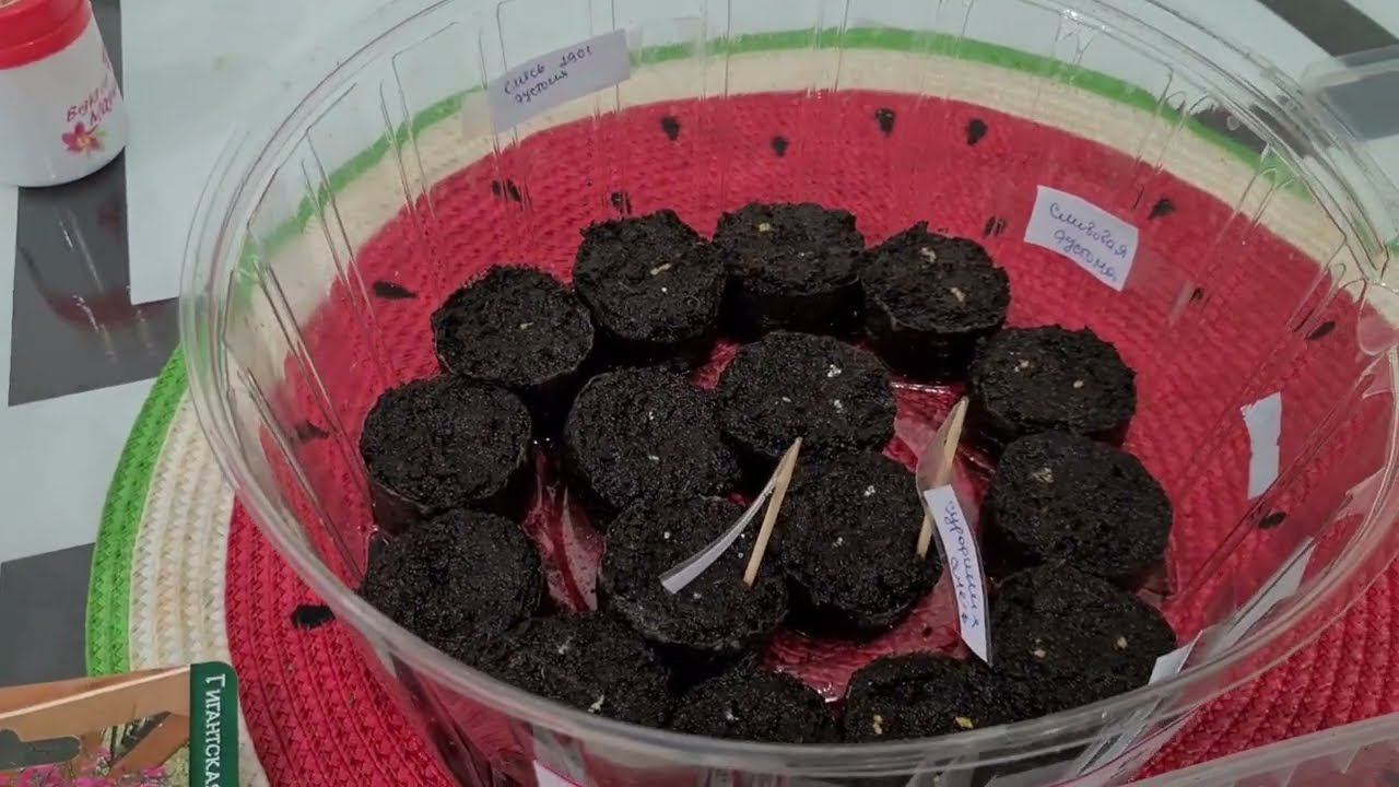 Как я Сею ЭУСТОМУ, СУРФИНИЮ И ПЕТУНИЮ