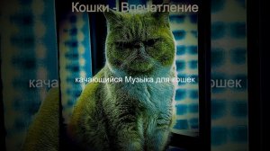 Музыка (Отдыхающие кошки)