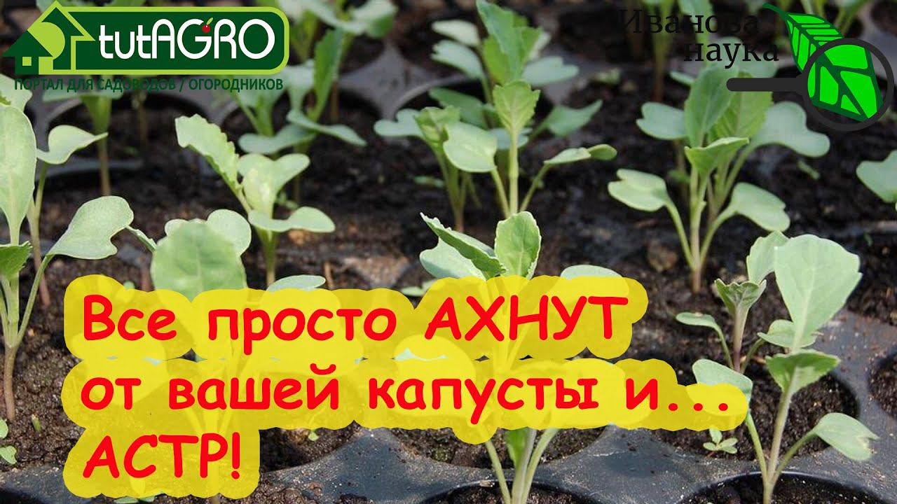 ВСЕ АХНУТ от ВАШЕЙ КАПУСТЫ и... АСТР! Положите ЭТО в лунку при посеве семян капусты, астр, циний...
