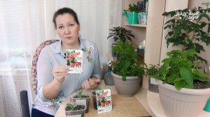 Рассада в феврале - профилактика вытягивания.Разовая обработка этим средством спасет от вытягивания