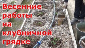 Важные работы на клубничной грядке весной. Обрезка, рыхление, мульчирование, подкормка, обработка.