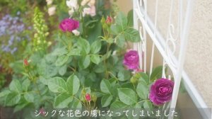 《花盛りの5月上旬の庭》たくさんの花が咲き誇る幸せいっぱいの庭《T's Gardenのガーデニング》