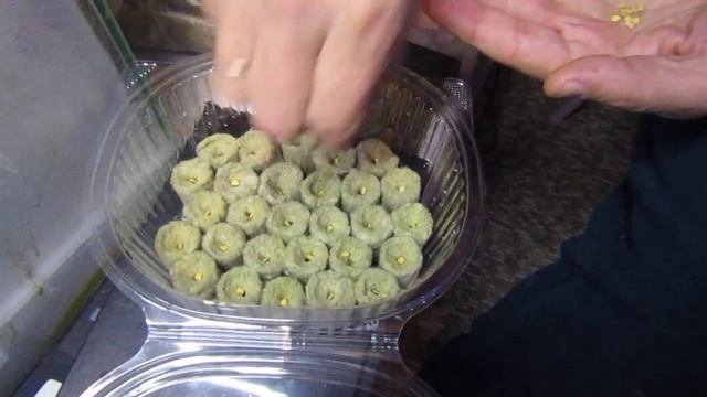 сажаем рассаду без земли!