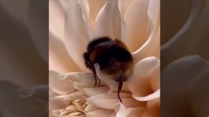 Когда пчёлки устают летать и переносить пыльцу, они могут таким образом засыпать в цветах