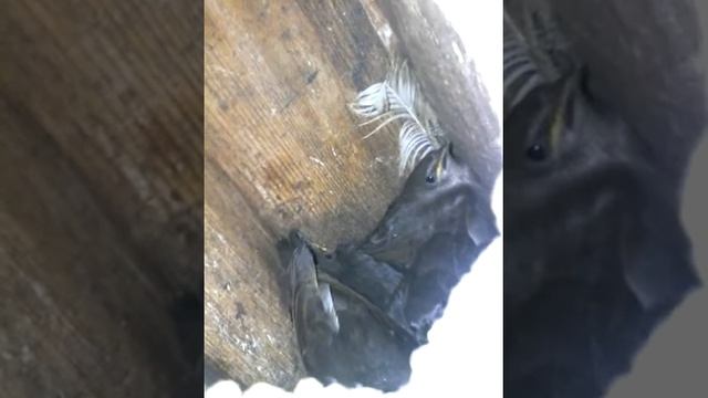 Скворцы.4 скворца