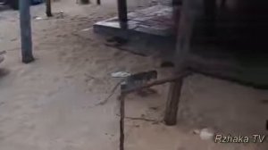 Топ Подборка СМЕШНЫЕ ОБЕЗЬЯНЫ, смешное видео про обезьян, Funny Monkey Videos