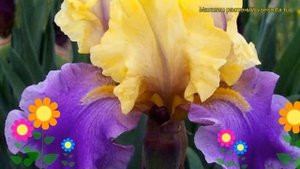 Ирис германский Эдит Вофорд. Краткий обзор, описание характеристик iris germanica Edith Wolford