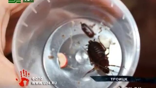 В Троицке нашли черных тараканов смотреть онлайн