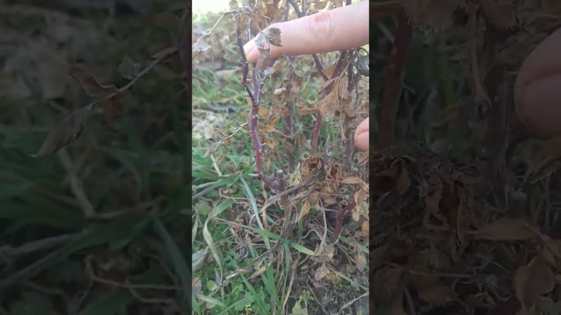 Как перезимовали розы КОРДАНА
