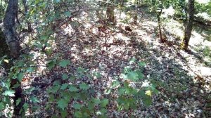 Лесной поиск монет в Крыму