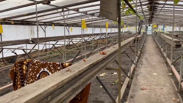 Плодоношение винограда на пасынках гибридной формы «Анжелика» 28.10.2023г. смотреть онлайн