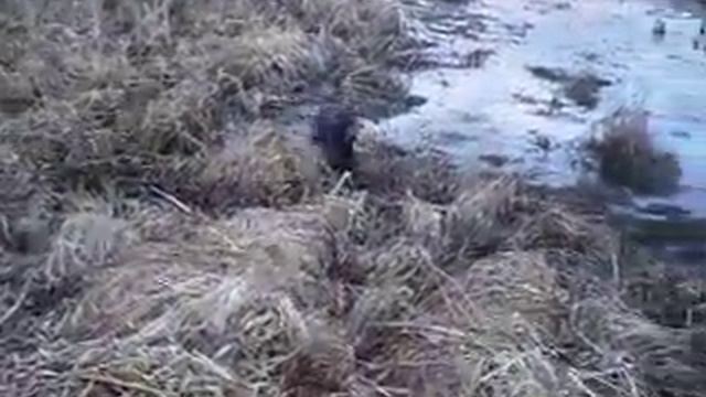 охота с русским охотничьим спаниелем смотреть онлайн