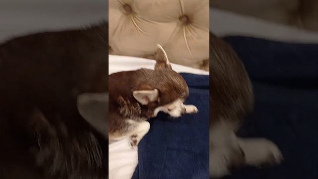 Лечим уши собаки #домашниеживотные #болезни#уши