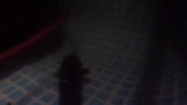 АкваПром: Австралийский Рак+опарыш смотреть онлайн