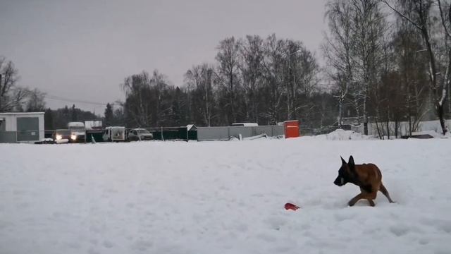 Лучшие прыжки малинуа в длину. смотреть онлайн