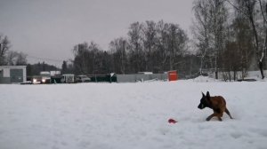 Лучшие прыжки малинуа в длину.