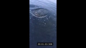 За трофейной щукой по рекам иркутской области!