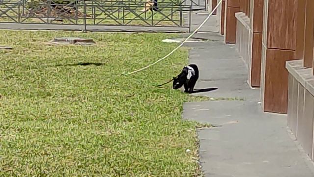 Дистанционное Выгуливание Кота смотреть онлайн