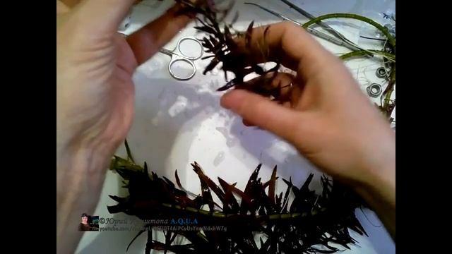 Что делать если растение попало в тень и потеряло цвет. Освещение, свет, лампы для Аквариума. смотреть онлайн