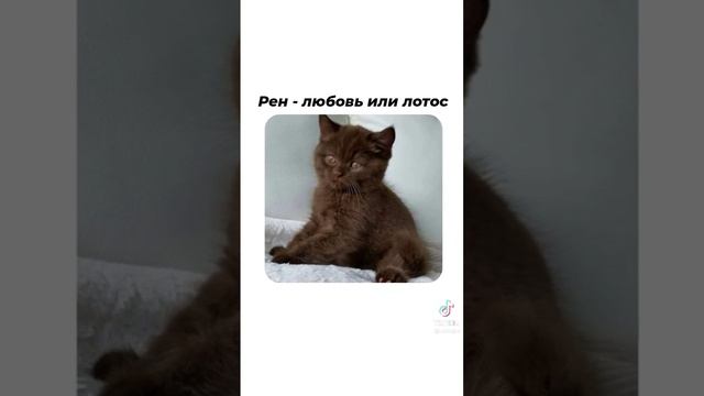 Как вам японские клички для котиков ? #pinterest #tiktok