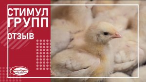 Прибыль от инкубатора Стимул 4000