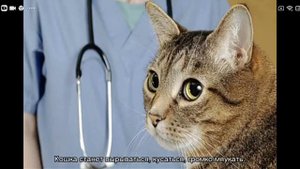 Сто делать если кошка хромает.