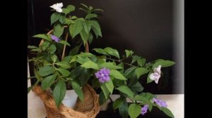 Брунфельсия - Yesterday, Todey and Tomorrow