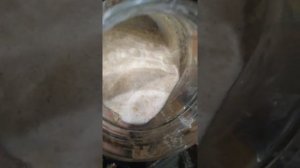 закваска из проростков пшеницы