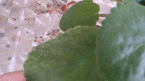 Фиалка "Джус-Аделина"