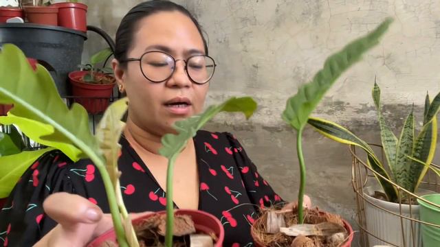 PHILODENDRON JUNGLE BOOGIE CARE TIPS & TECHNIQUES смотреть онлайн