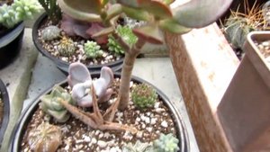 Композиции из суккулентов и кактусов