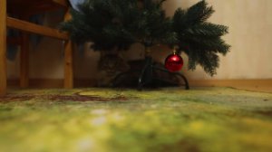 Котики под ёлочкой