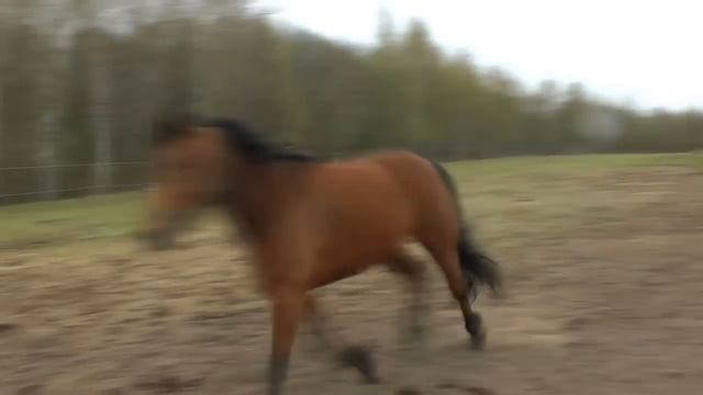 Ловим дикую лошадь смотреть онлайн