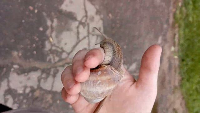 @Жизнь улиток смотреть онлайн