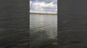 Как вываживать карпа