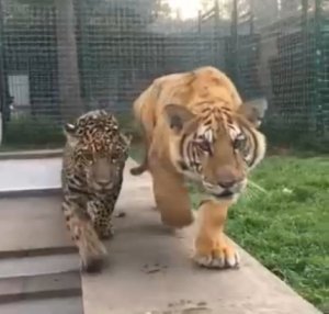 Ягуар с тигром балуются