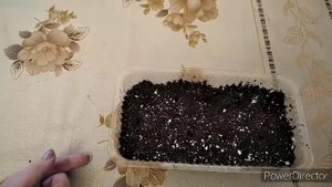 Сею семена бобовника!