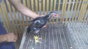 Бойцовые цыплята Шамо (Дакан)