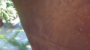 Выращивание азимины в средней полосе