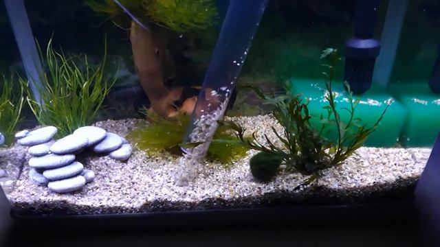 Подмена воды в аквариуме после запуска. аквариум на 25 литров смотреть онлайн