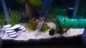 Подмена воды в аквариуме после запуска. аквариум на 25 литров