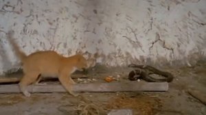 Mortal combat.  Cat vs Cobra. Смертельная битва. Кот против кобры.
