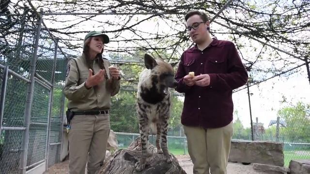 Amazing Animals: Meet Eddie the striped hyena смотреть онлайн
