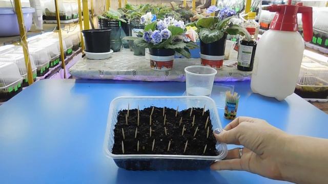 ЛАЙФХАК ! ДЛЯ ПОСЕВА ПЕТУНИИ, ЛОБЕЛИИ И ДРУГИХ МЕЛКИХ СЕМЯН ! смотреть онлайн