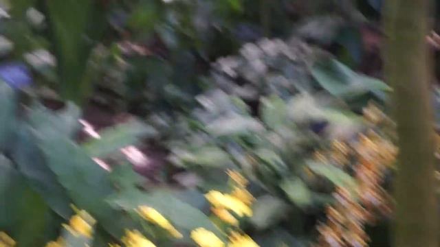 Тропические орхидеи самых неожиданных форм и размеров смотреть онлайн