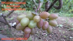 Виноград Полонез 50- подробное описание (участок Пузенко Натальи Лариасовны)