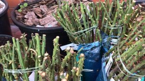 САЖЕНЦЫ РОЗ ИЗ ПИТОМНИКА РОЗ «ЭЛИТ».