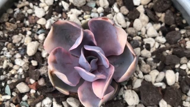 Echeveria West Rainbow | Jen’s Succulent Creations смотреть онлайн