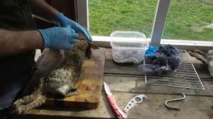 Разделка кролика