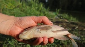 Анис - главный секрет огромного улова карася! Расскажу как правильно применять чтобы ловить по мног